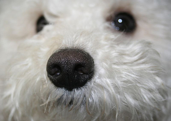 I love his little nose!!! - Kostenloses image #307955